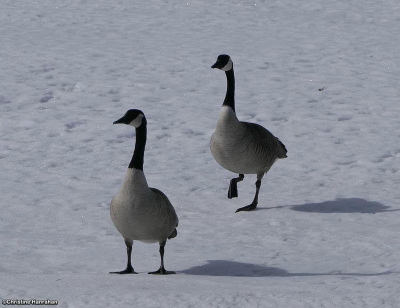 Canada geese