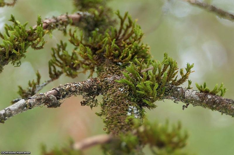 Orthotrichaceae?