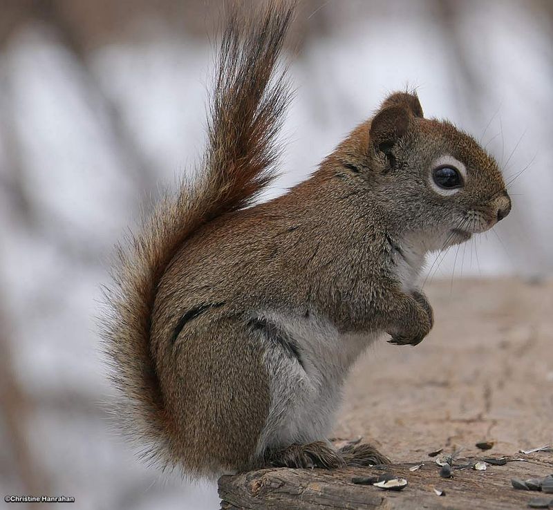Red squirrel (Tamiasciurus hudsonicus)