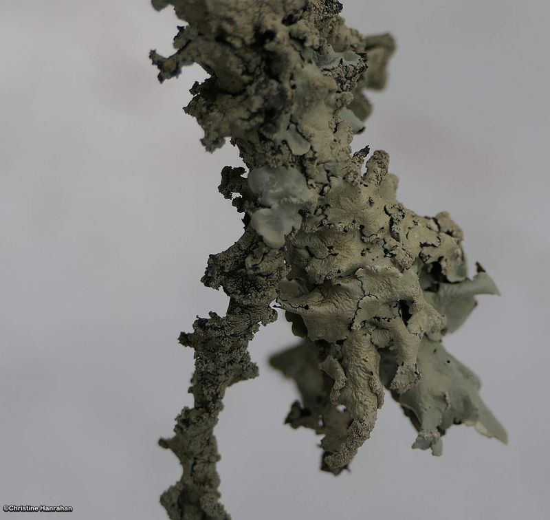 Common greenshields lichen (Flavoparmelia caperata)