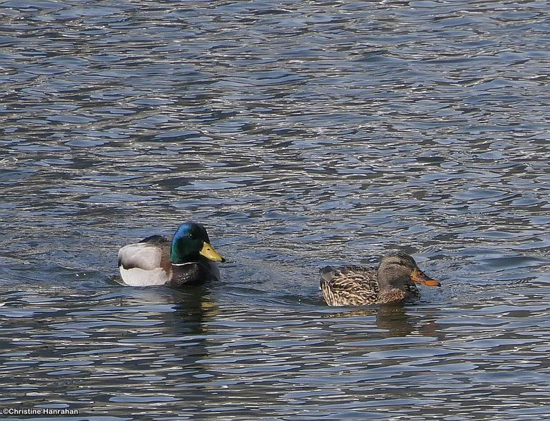 Mallards