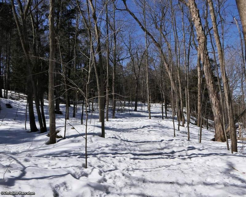 Today's Walk