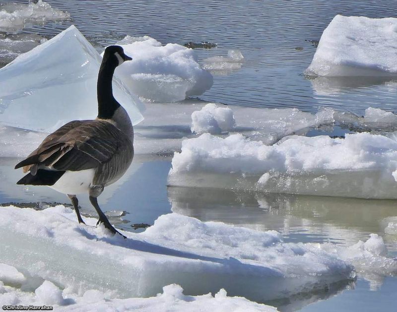 Canada goose