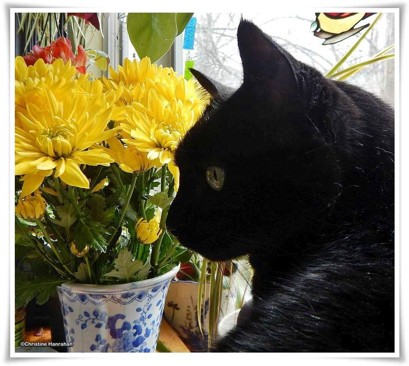 Lucy and the flowers