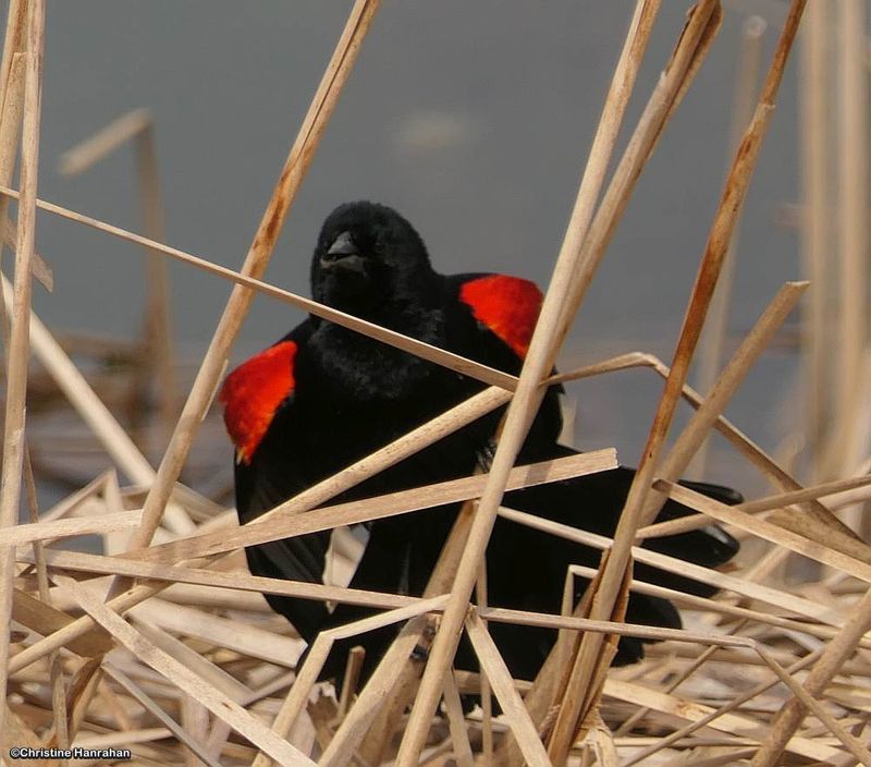 Red-winged blackbird