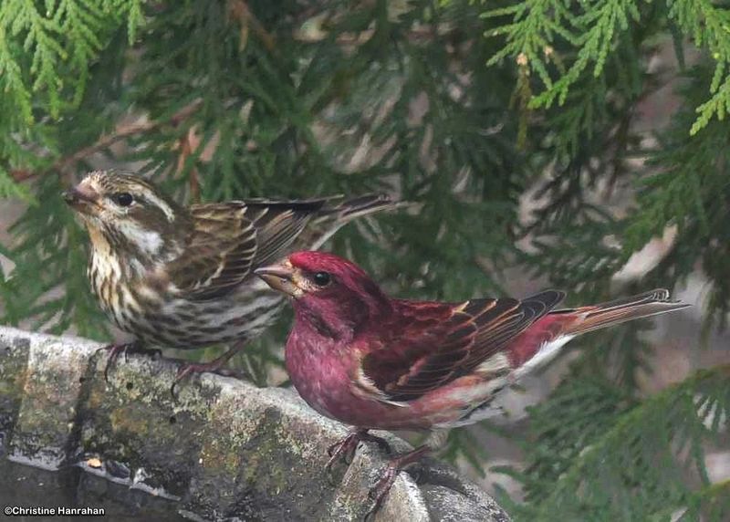 Purple finches