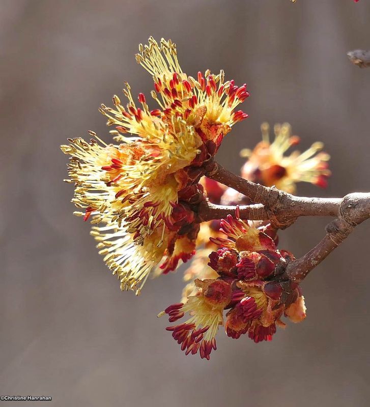 Red maple flowers
