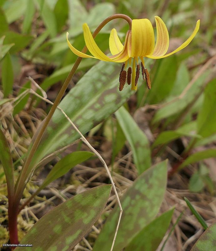 Trout lily (Erythronium americanum)