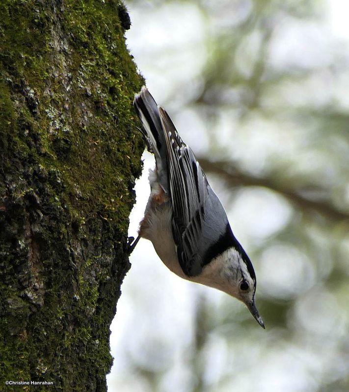 White-breasted nuthatch