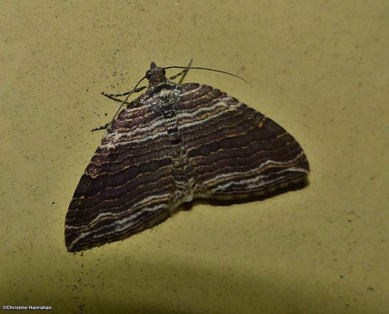Geometer (or Inchworm) moths (Geometridae) 6256 to 7648