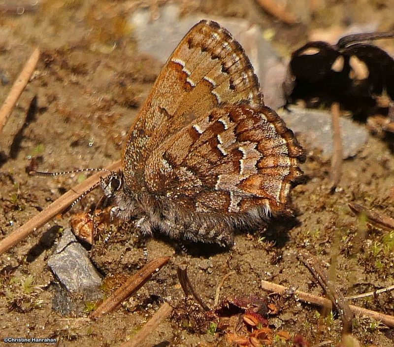 Eastern pine elfin butterfly (Callophrys niphon)