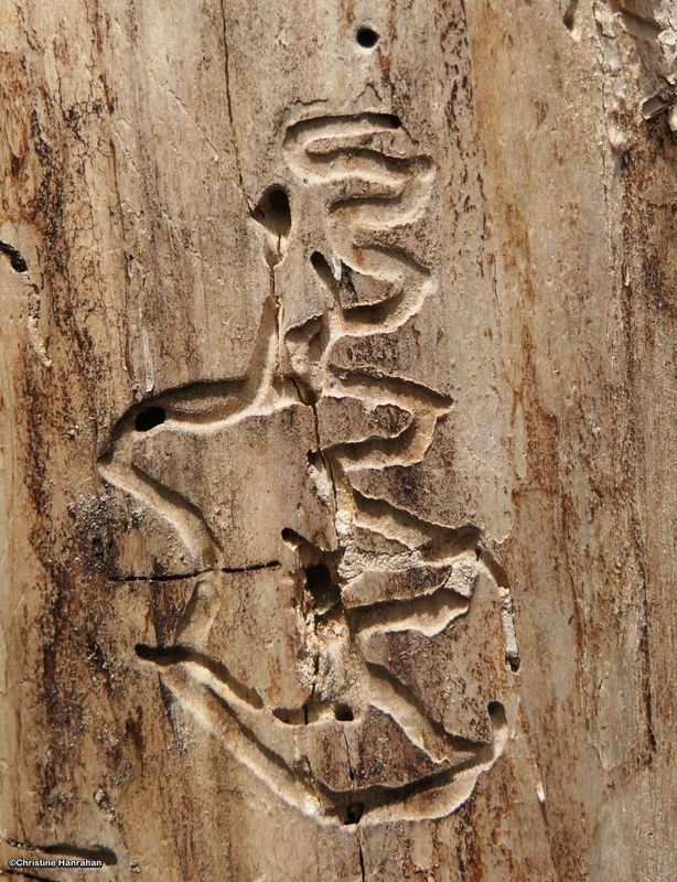 Tracks of beetle larvae