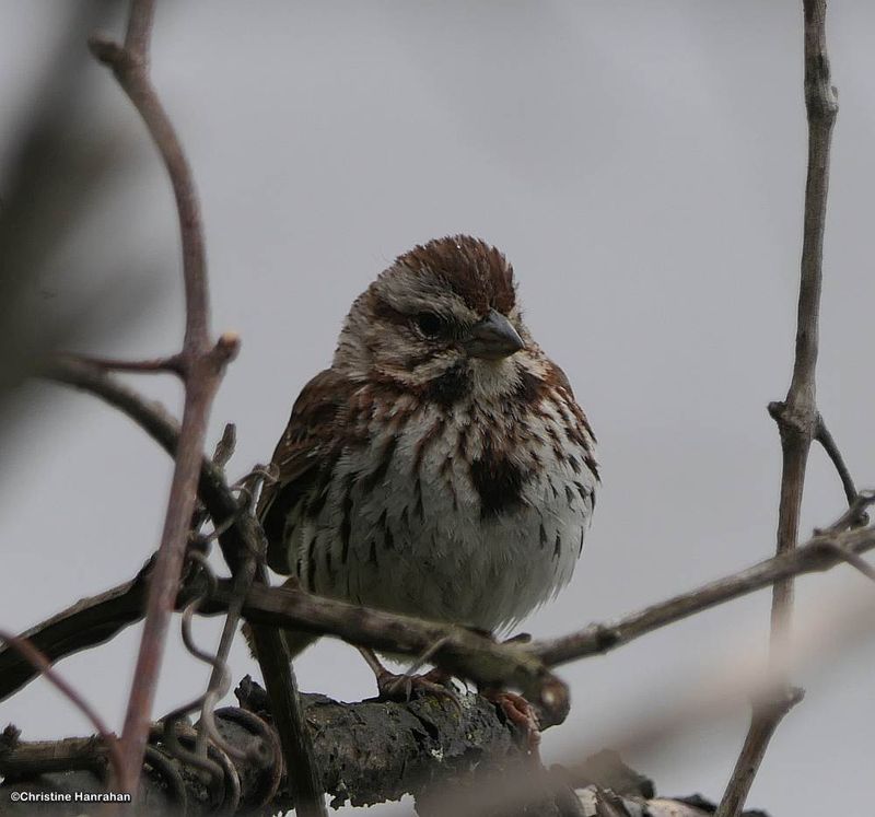 Song sparrow