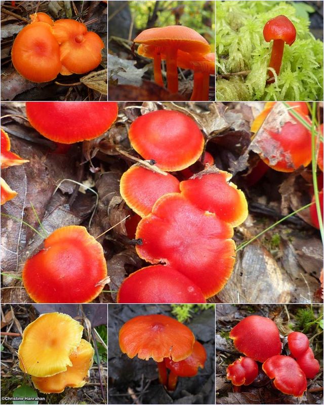 Family: Hygrophoraceae (Waxcaps)