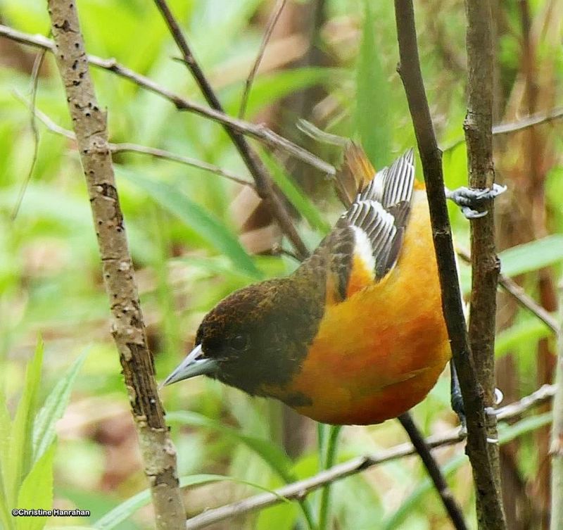 Baltimore oriole, female