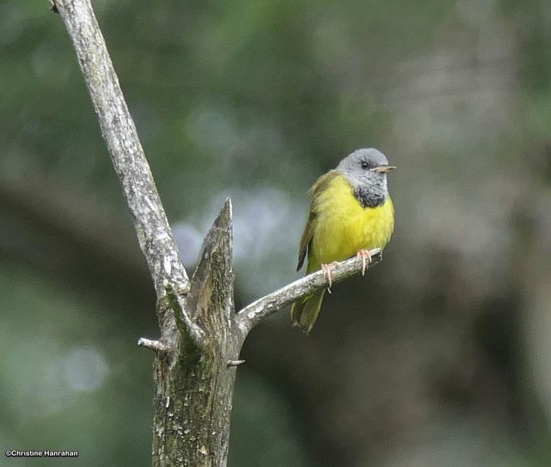 Birds of Larose Forest