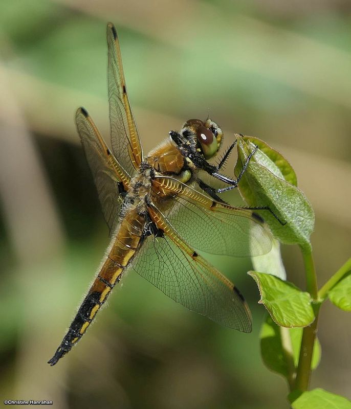 Four-spotted skimmer (Libellula quadrimaculata)