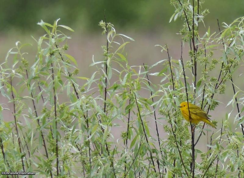Yellow warbler