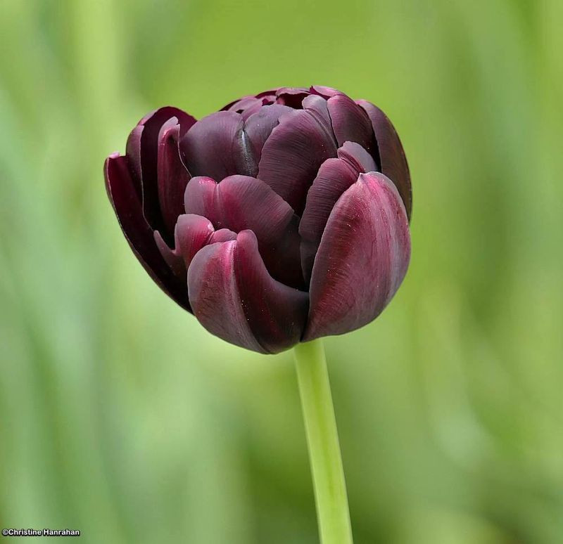 Tulip