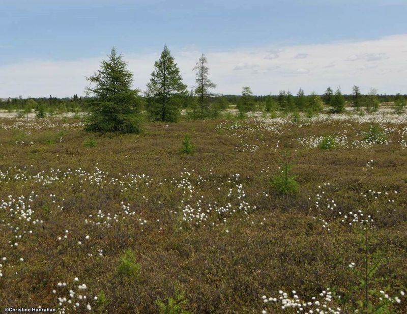 Mer Bleue bog