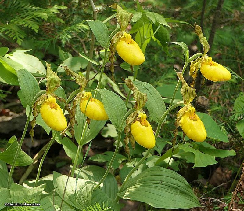 Yellow lady's slipper orchids (Cypripedium parviflorum)