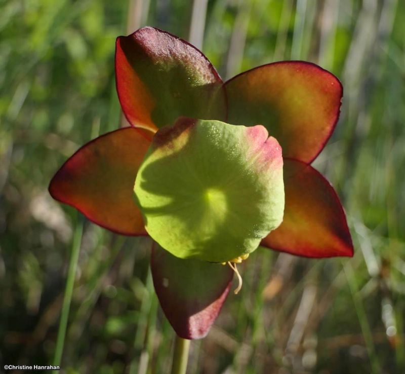 Pitcher Plants (Sarracenia purpurea)