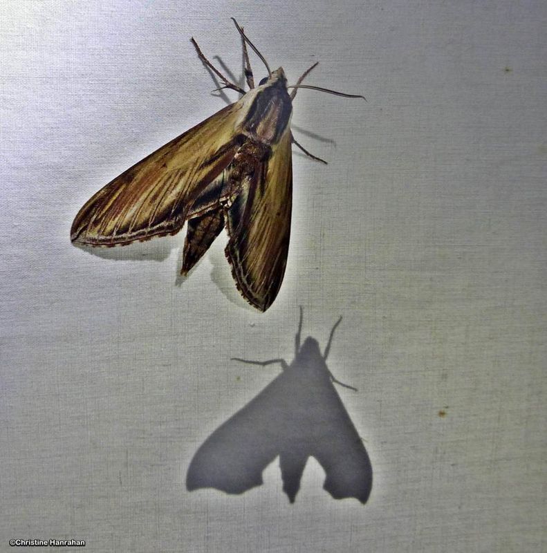 Laurel sphinx moth ( Sphinx kalmiae)