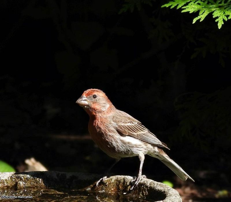 House Finch, male