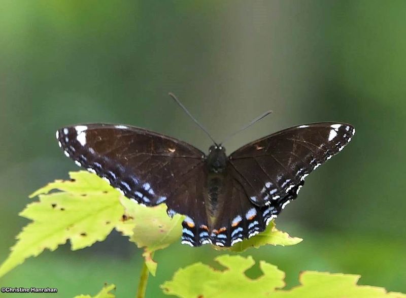 Swallowtails (Papilionidae)