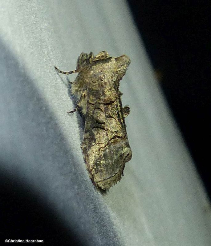 Owlet Moths (Family: Noctuidae) 8536 - 11043