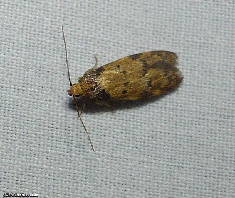 Twirler moth (Gerdana caritella), #1144