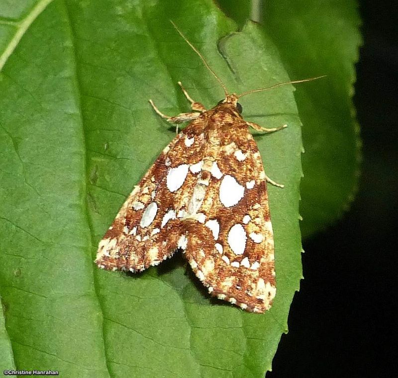 Silver-spotted fern moth (Callopistria cordata), #9633