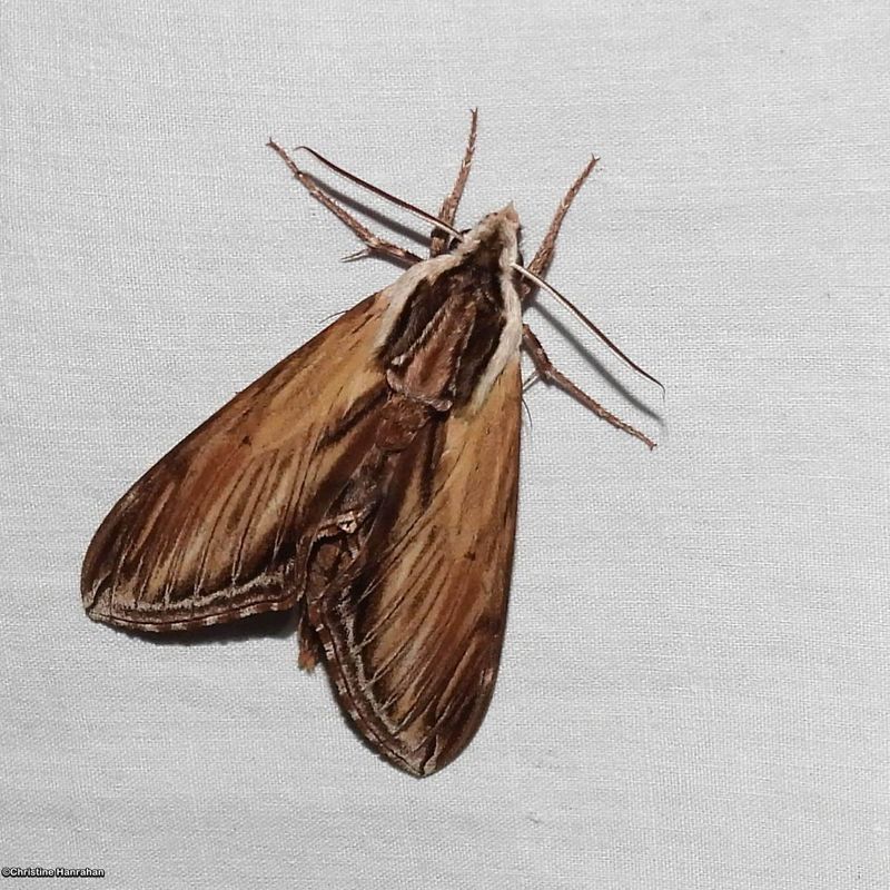 Laurel sphinx moth ( Sphinx kalmiae), #7809