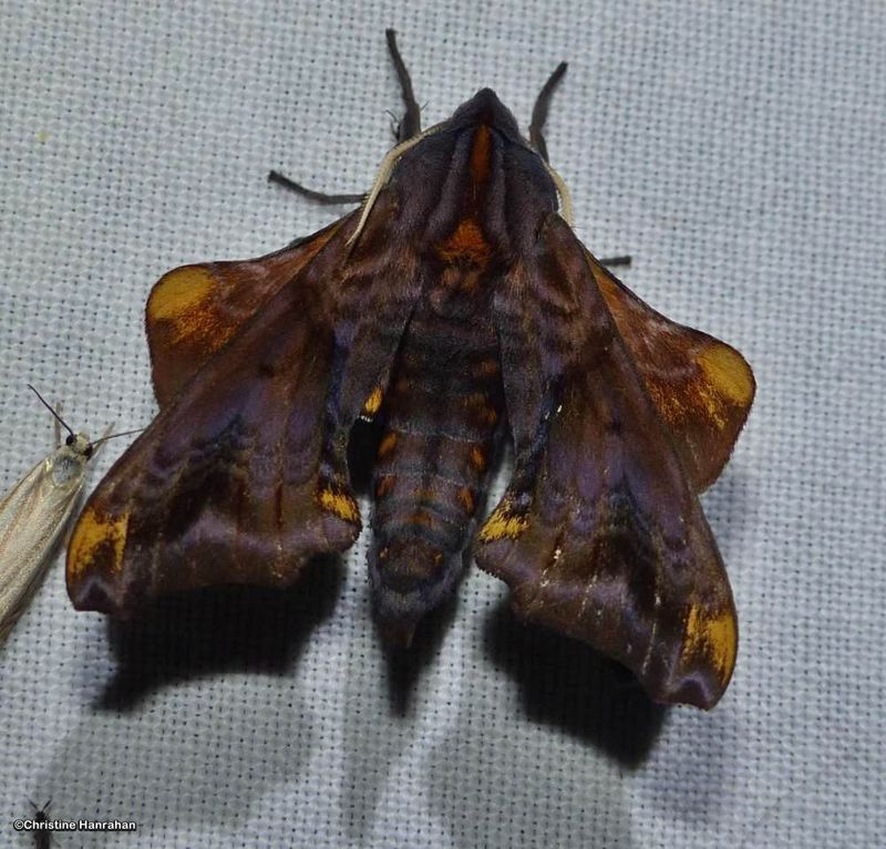 Moths (Order: Lepidoptera) of the Reveler Conservation Area