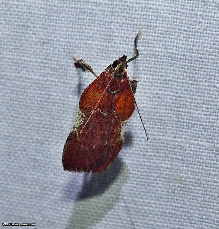 Boxwood leaftier moth (Galasa nigrinodis), #5552