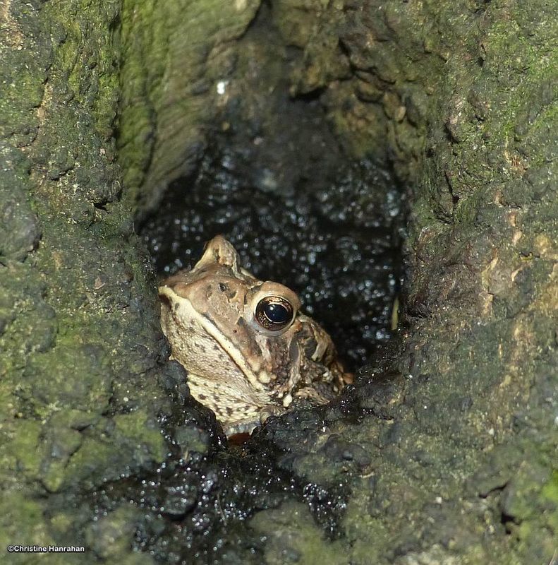 American Toads (Anaxyrus americanus)