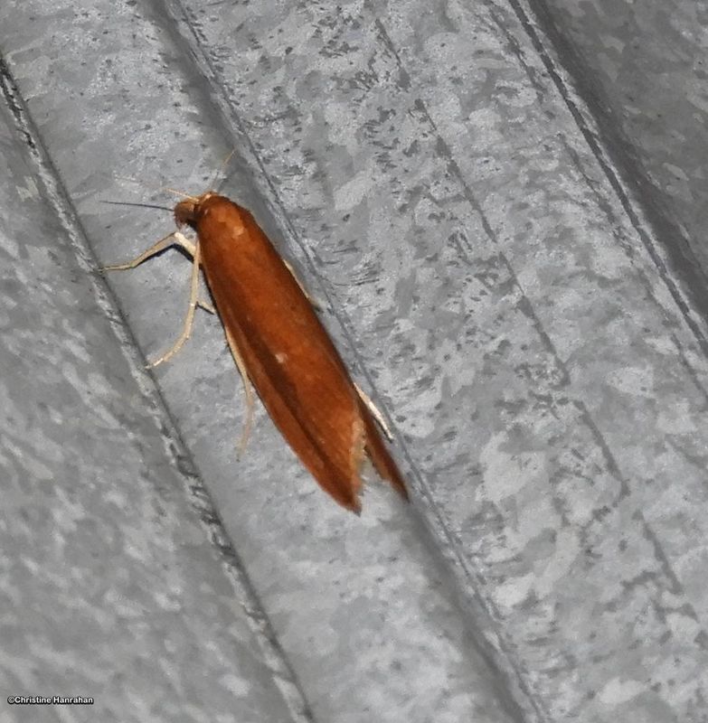 Pyralid and Crambid Snout Moths (Superfamily: Pyraloidea): 4716 - 6019