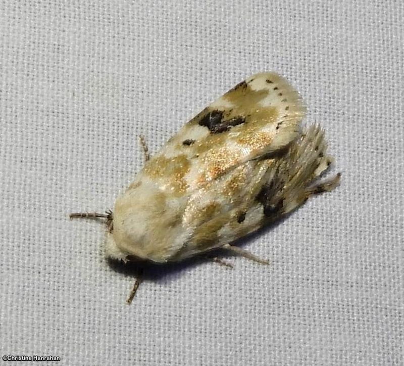 Flower Moths: Noctuidae (Heliothinae) 11164