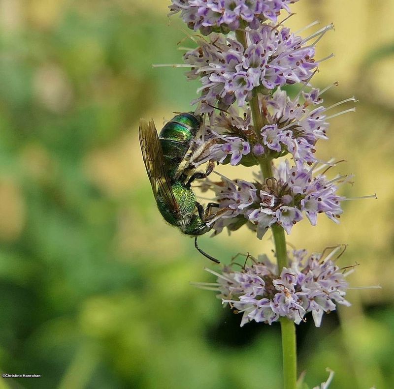 Sweat bee on mint