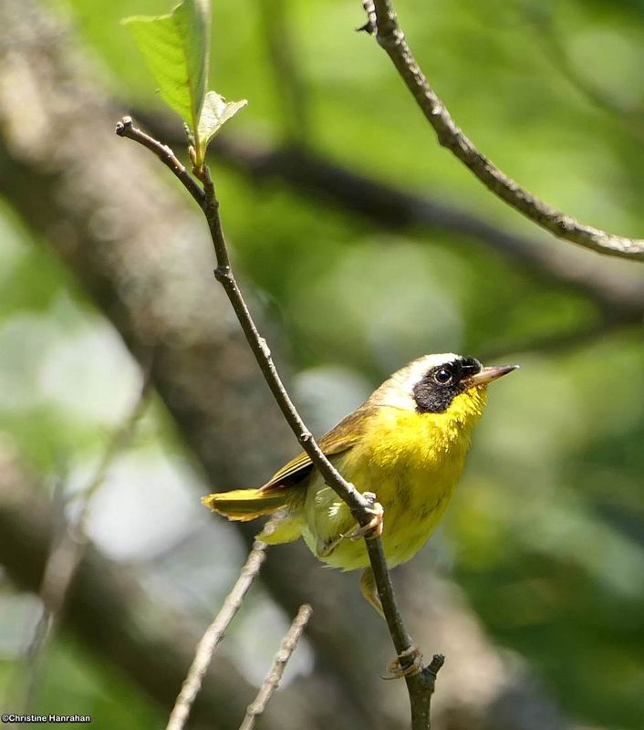 Common yellowthroat warbler