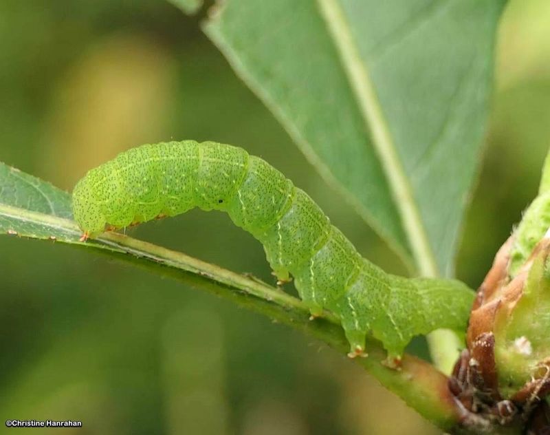Litter Moth Caterpillars (Family: Erebidae)  8348-8587