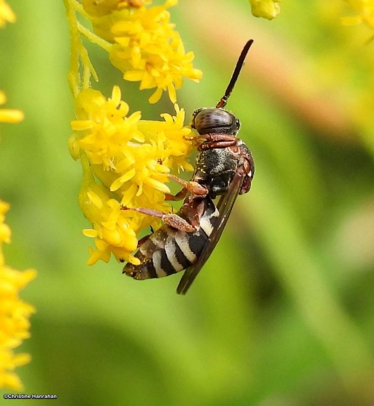 Cuckoo bee (Epeolus sp.) on goldenrod