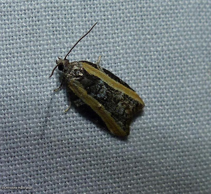 Eastern black-headed budworm moth (Acleris variana)