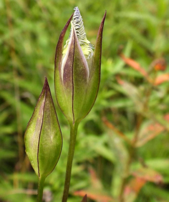 Fringed gentian