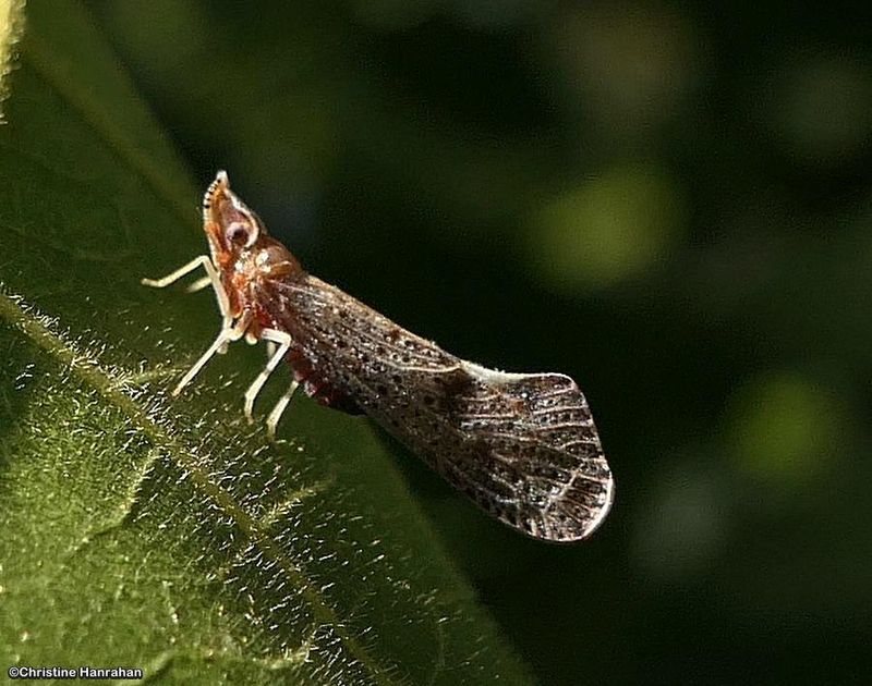 Derbid planthopper (Apache degeeri)