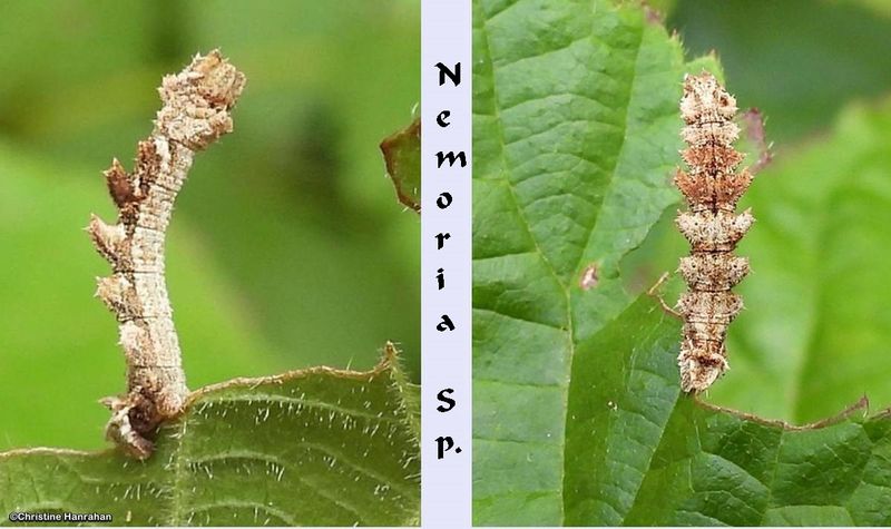 Moth Caterpillars in September