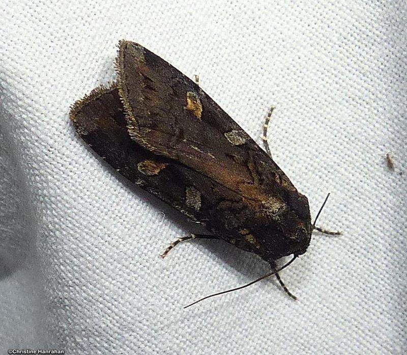 Owlet Moths (Family: Noctuidae)  8536 - 11043