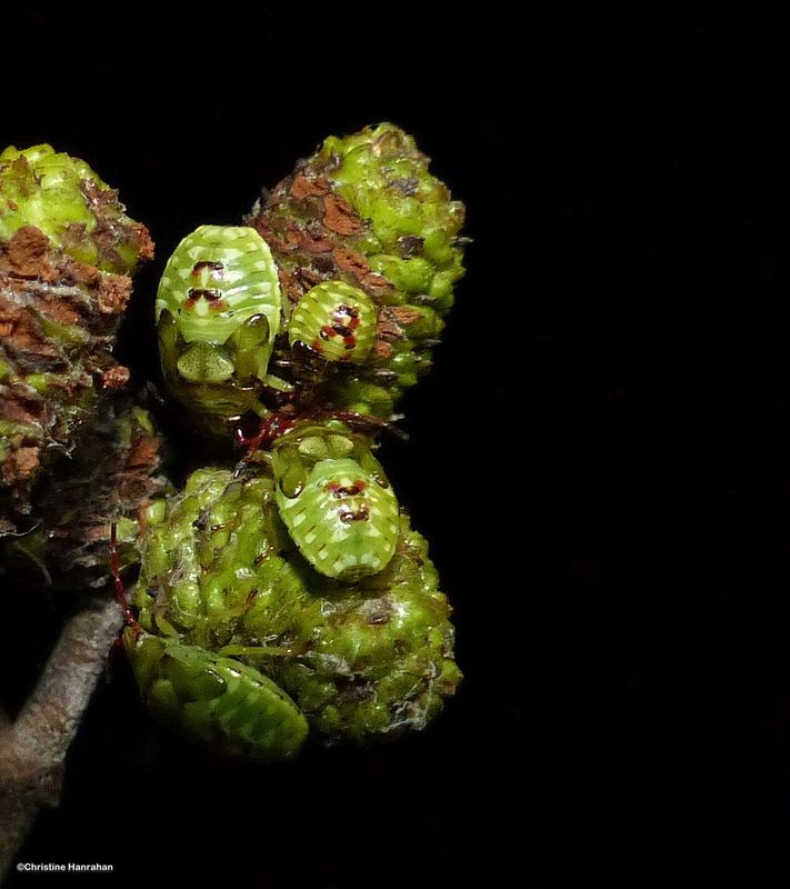 Red-cross shield bugs (Elasmostethus cruciatus)