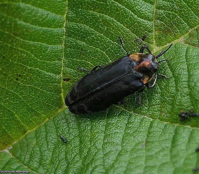 Metallic Wood-boring Beetles (Buprestidae)