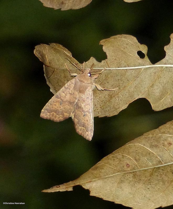 Bicolored sallow moth (Sunira bicolorago)  #9957